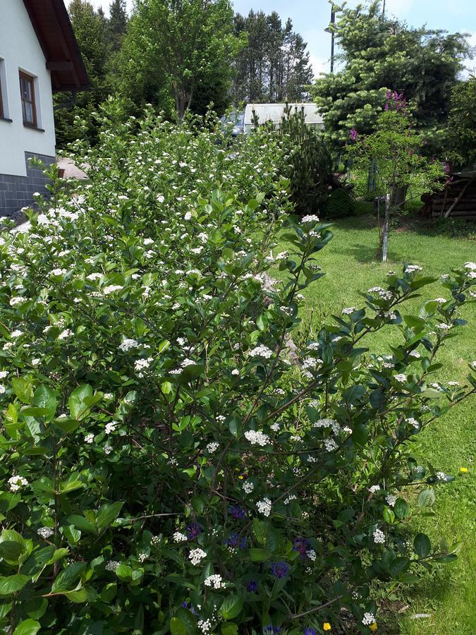 Ferienwohnung Aronia Garten Oberwiesenthal Eksteriør bilde